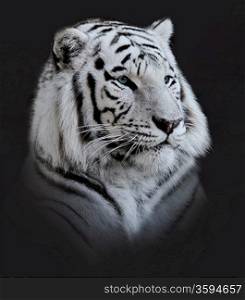 White Tiger Portrait On Dark Background