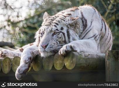 White tiger resting in zoo