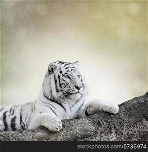 White Tiger Resting On A Rock