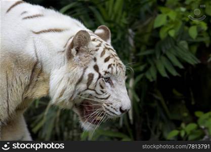 White tiger roaring in a tropical forest