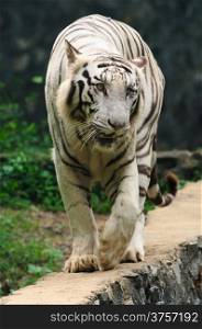 White tiger walking at a local zoo