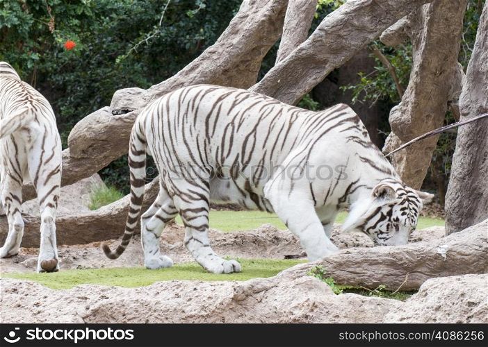 white tiger walking through the jungle