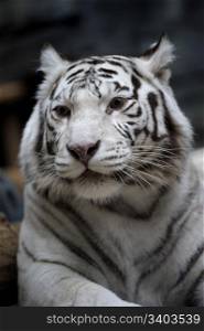 White tigress