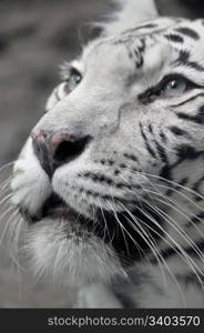 White tigress, close-up portrait