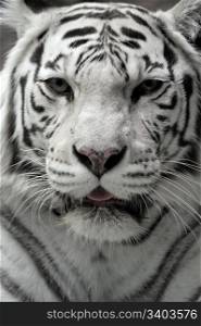 White tigress, close-up portrait