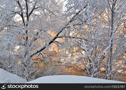 white tree branch covered with frost in front of a river illuminated by the sun