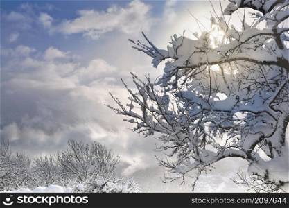 white tree branch covered with frost in front of cloudy sky and illuminated by the sun