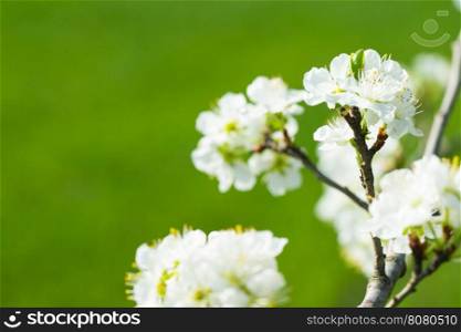 White tree flowers in spring&#xA;&#xA;