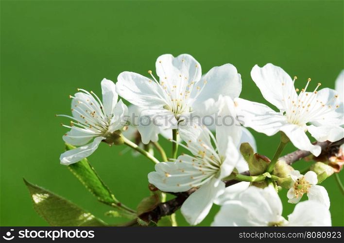 White tree flowers in spring&#xA;&#xA;