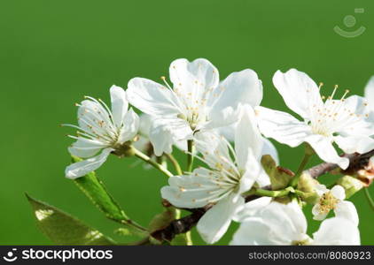 White tree flowers in spring&#xA;&#xA;