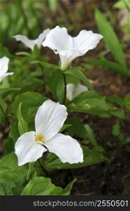 White Trillium blooming in woodlands - Ontario provincial flower
