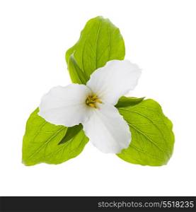 White Trillium flower isolated. Trillium Ontario provincial flower with leaves isolated on white background