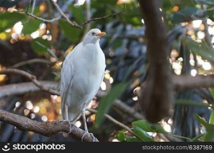 white tropical bird sitting on fence in park
