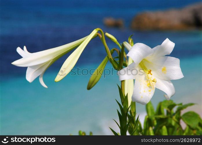 White trumpet lily