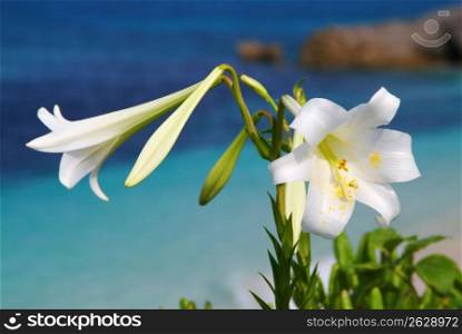 White trumpet lily