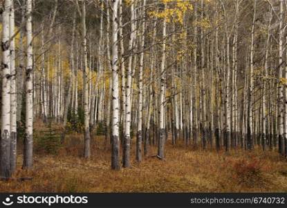White trunks of aspen, autumn, Banff, Alberta, Canada