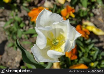 White tulip close up in the park, Sofia, Bulgaria
