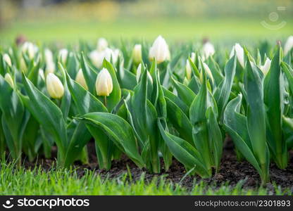 White tulip flowers blooming in a tulip field