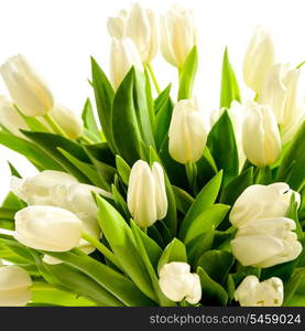 White tulip flowers bouquet on white background