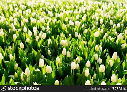 white tulip flowers in the garden