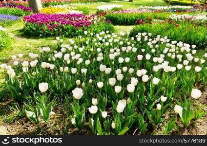 white tulip flowers in the park