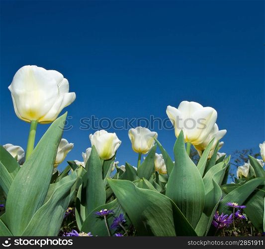 white tulip in villa taranto