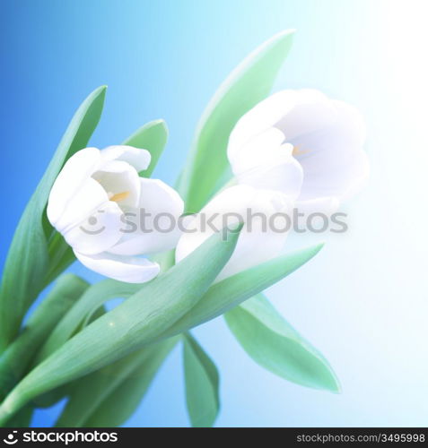 white tulip isolated on blue