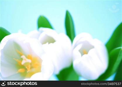 white tulip isolated on blue