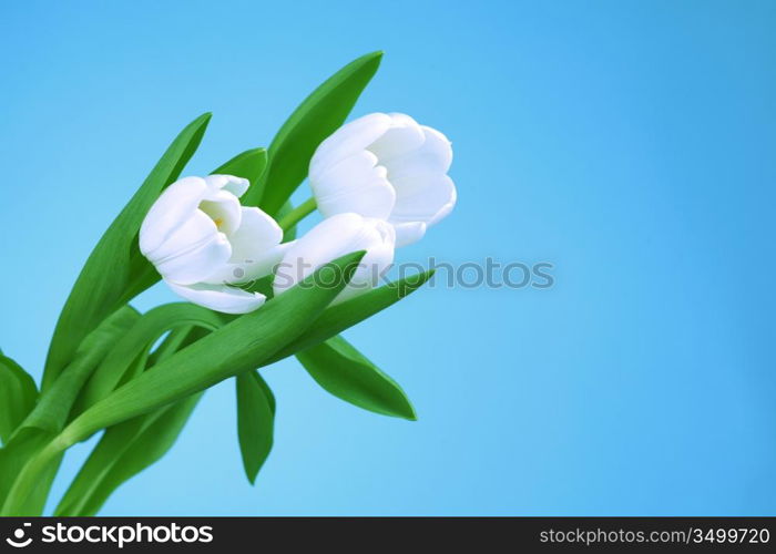 white tulip isolated on blue