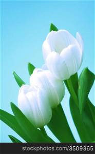 white tulip isolated on blue