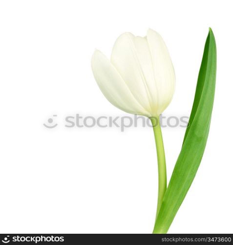 white tulip isolated on white