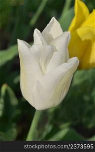 White tulip on green background. Blooming spring flower tulip. White tulip in the garden