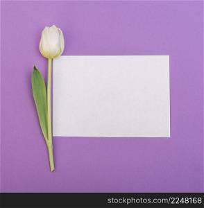 white tulip with blank white paper purple backdrop