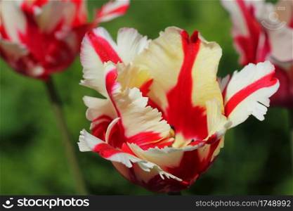 White tulip with red delicate stripes. Nature beauty in the garden.