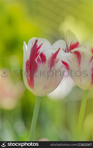 White tulip with red stripes in the garden. Dual colored red white tulip. White with red stripe on petal tulip. White tulip flower with pink stripes
