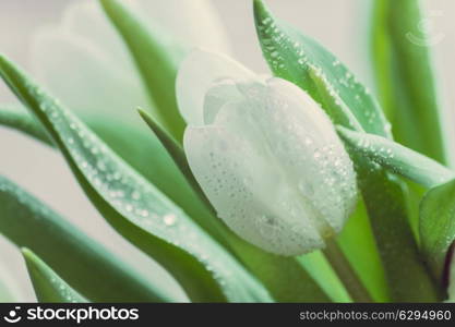 White tulips