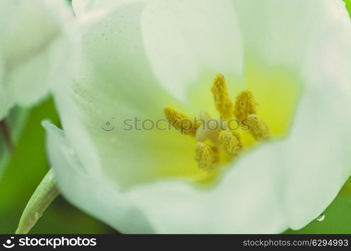 White tulips