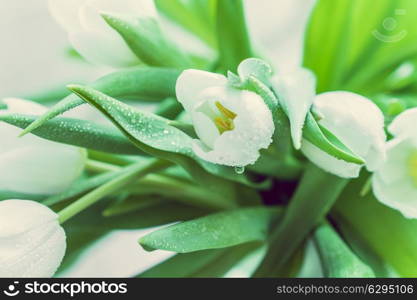 White tulips