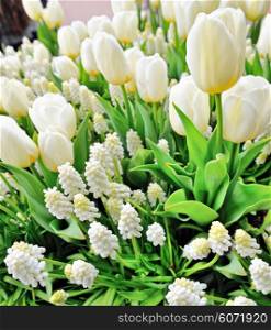 white tulips and muscari in the spring time