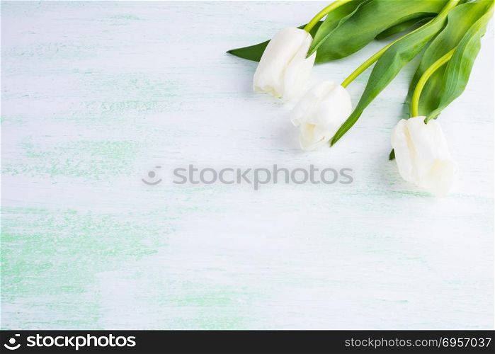 White tulips greeting card. Flower frame. Flower background. Flower bouquet. Greeting card. Mothers day. Flowers. Flower pattern. Flower border. Place for text. Copy space. White tulips greeting card