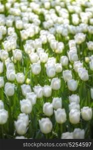 white tulips growing on fields in Netherlands in spring. Europe