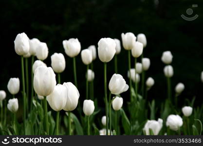 white tulips in a garden. white tulips