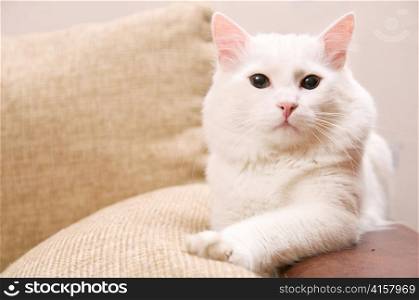 white turkish angora cat is at home