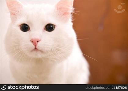 white turkish angora cat is at home