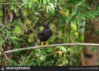 white vented myna on nature background (Acridotheres grandis)