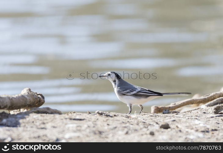 White Wagtail, Motacilla alba foraging on the ground