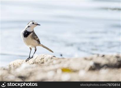 White Wagtail, Motacilla alba foraging on the ground