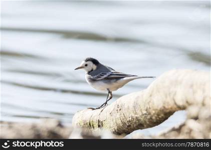 White Wagtail, Motacilla alba foraging on the ground