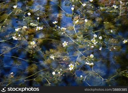 White water-crowfoot flowers in a pond.