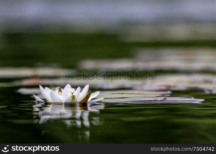 White water lilies bloom in the river, Latvia. Water lily flower with green leaves in the water. White water lily in river as background.   